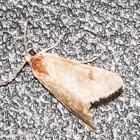 Moth