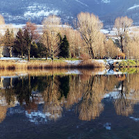 Alberi nel lago di 