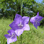 Harebell