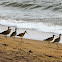 Eurasian Whimbrel