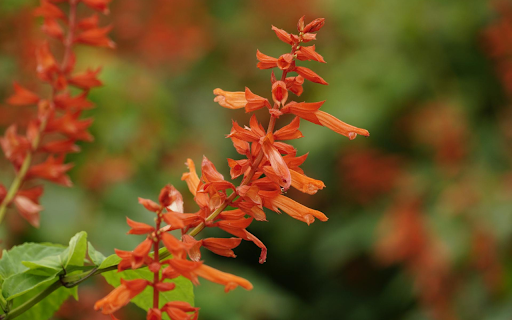 Fresh Red Flower Branch screenshot 1