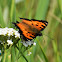 California tortoiseshell