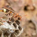 ropalidia social wasp