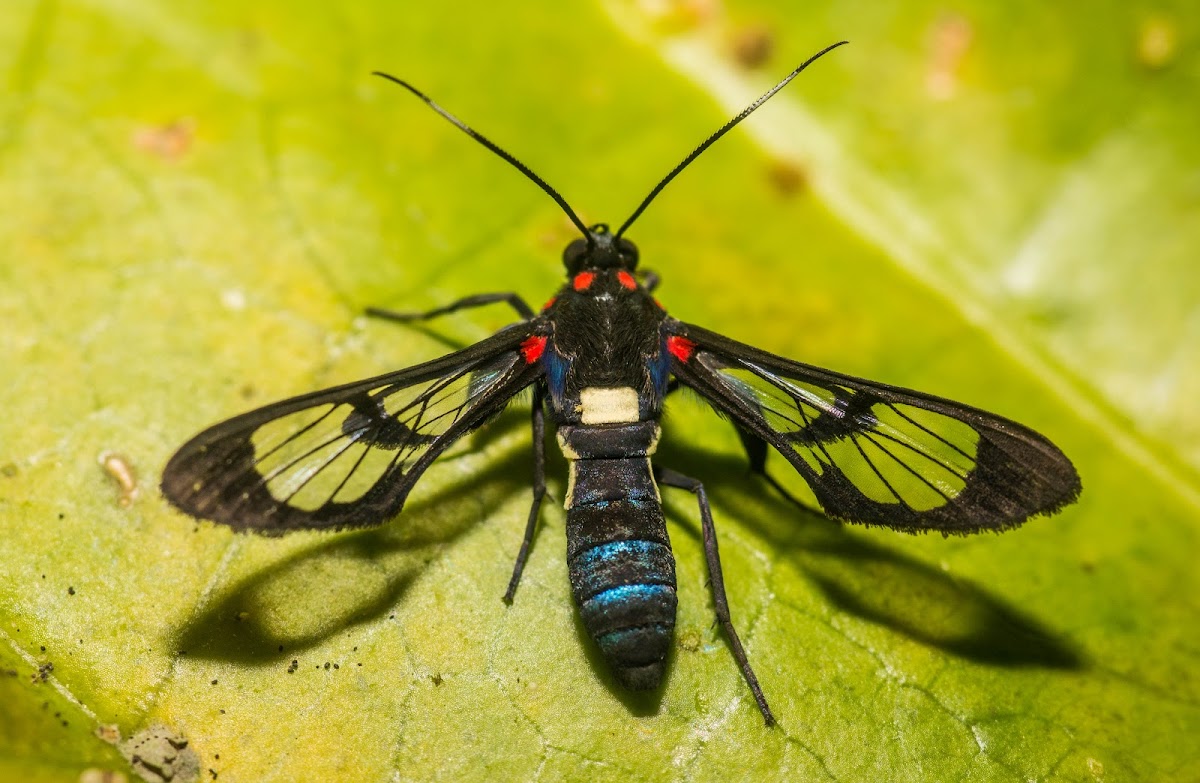 Wasp Mimic Moth