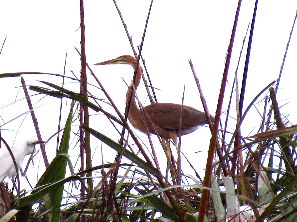 Purple Heron