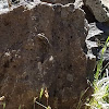 Sagebrush Lizard