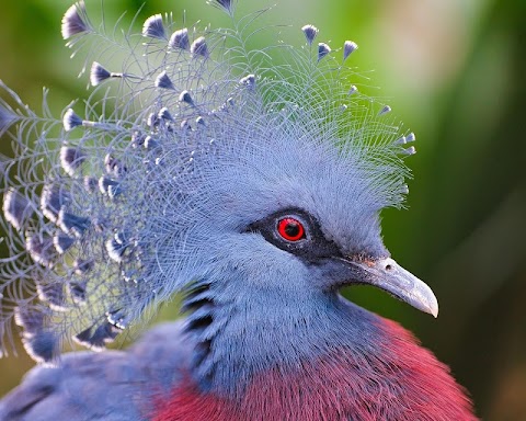 ピジョンズ野生動物のジグソーパズルのおすすめ画像5