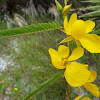 Partridge Pea