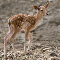 Bambi di 