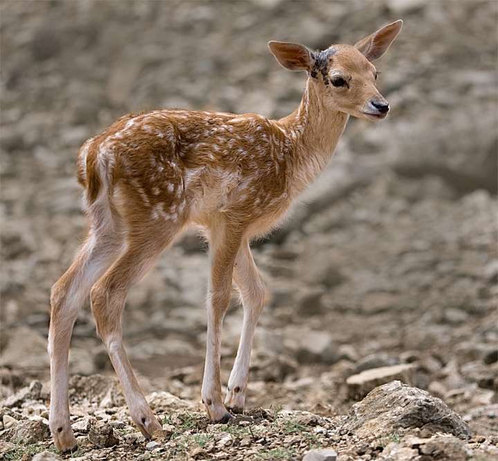 Bambi di Luca Capobianco