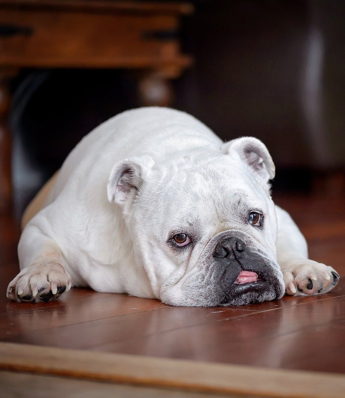 A white bulldog lying on a wooden floor with tongue slightly out.