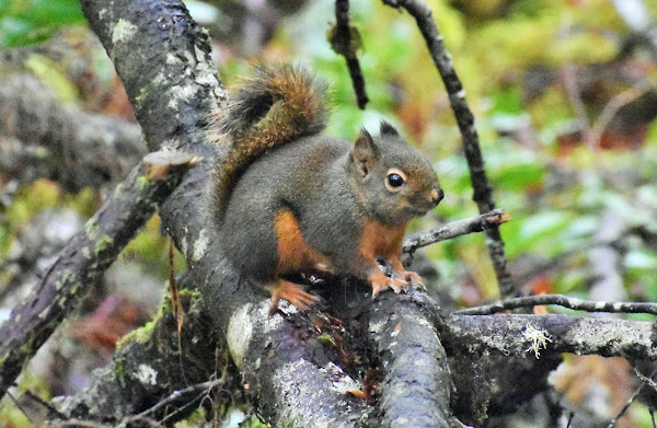 Douglas squirrel | Project Noah