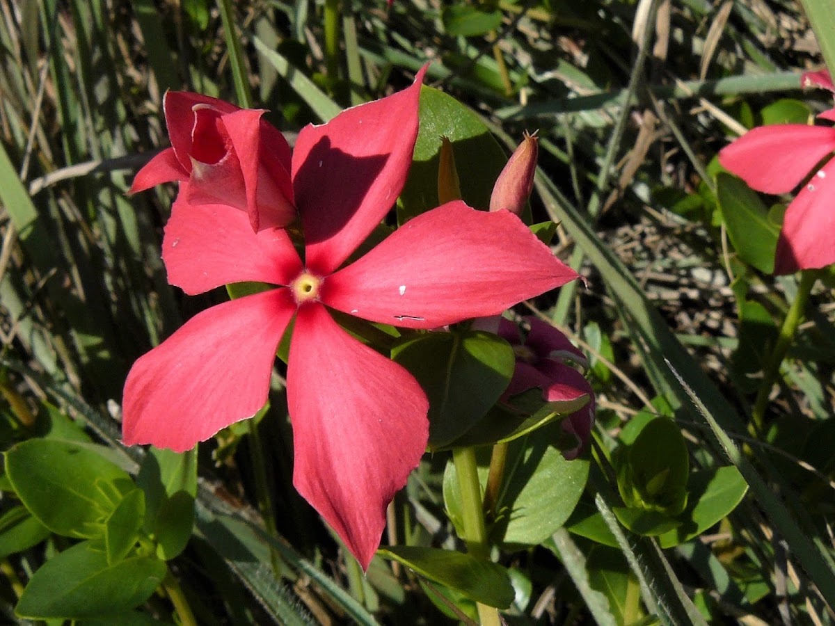 Madagascan Periwinkle