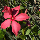 Madagascan Periwinkle