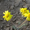 Buck's horn groundsel