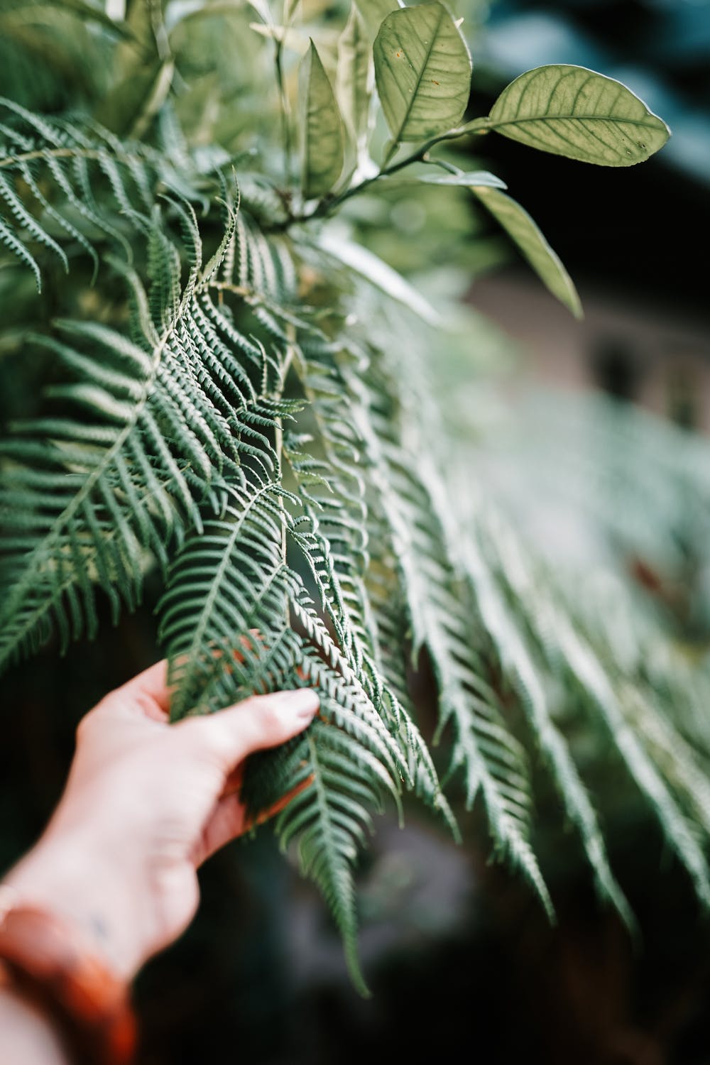 a plant - outdoor living spaces