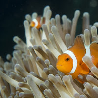 Gemelli pagliacci di 