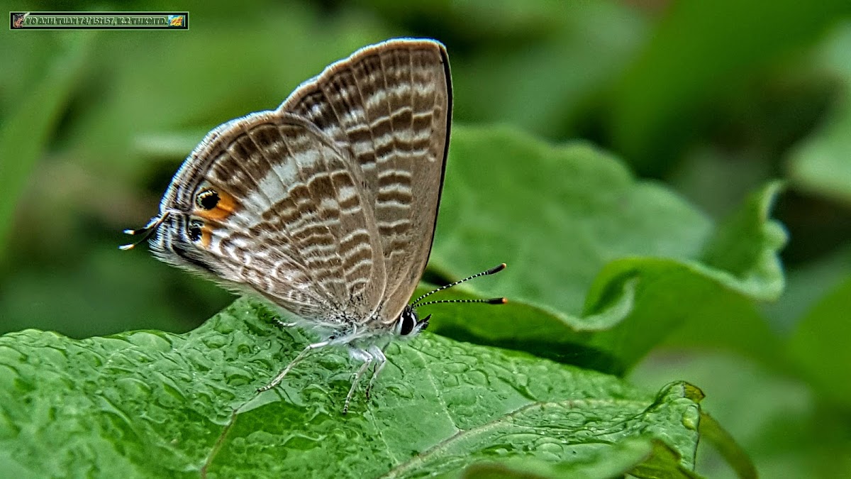 Pea blue Azuré porte-queue