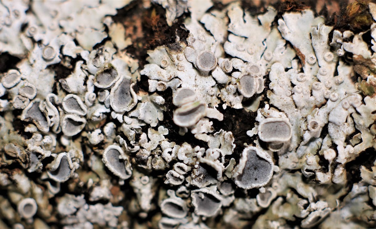 Star Rosette Lichen