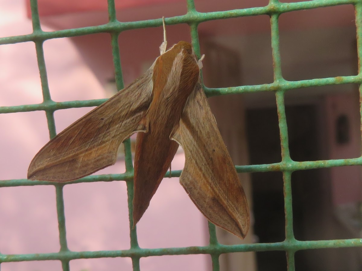 Pale Striated Hawkmoth