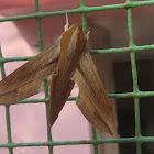 Pale Striated Hawkmoth