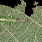 Katydid