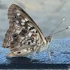 Hackberry Emperor