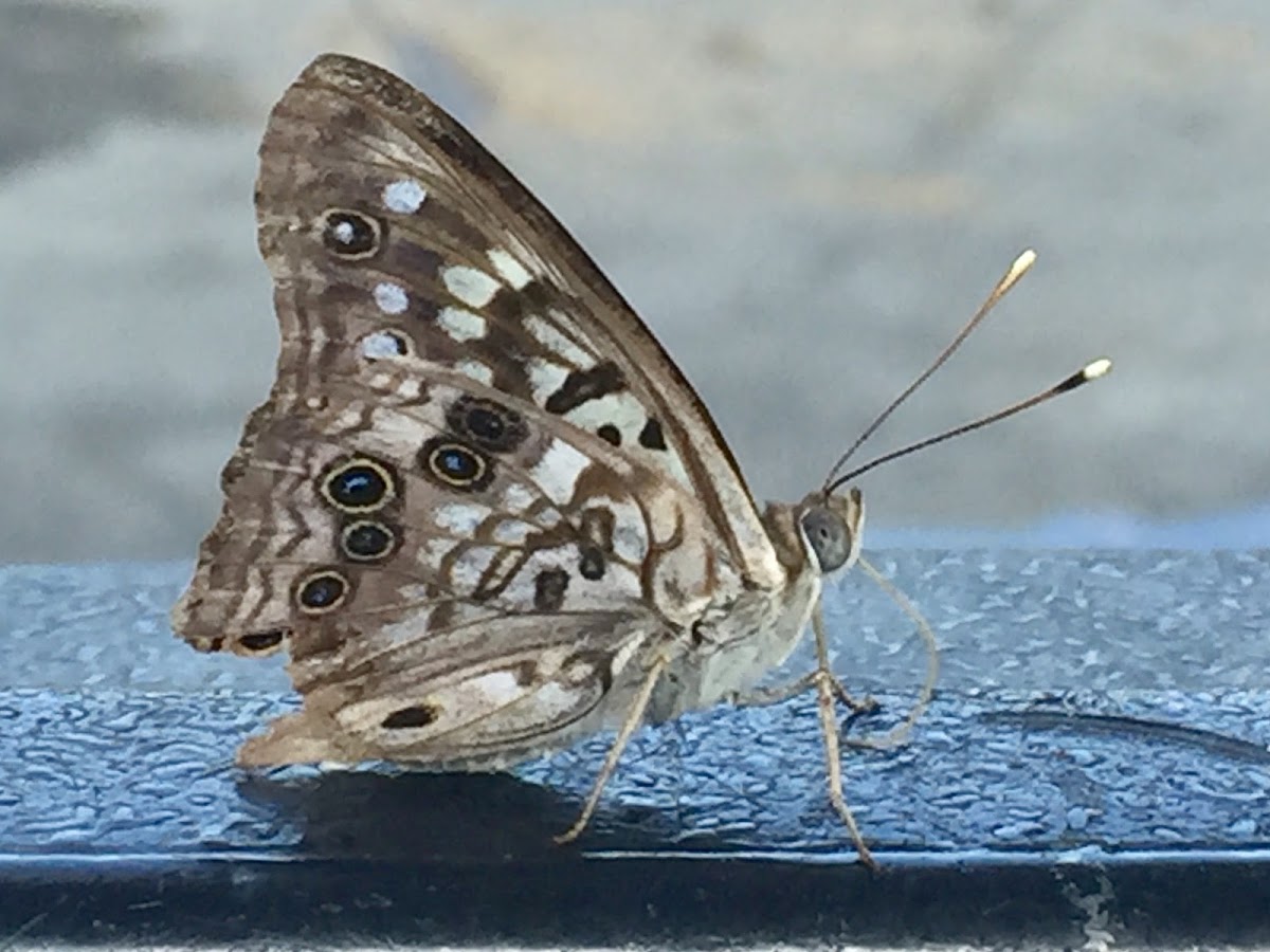 Hackberry Emperor