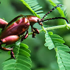 Frog-legged Leaf Beetle