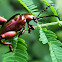 Frog-legged Leaf Beetle