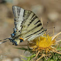 Scarce swallowtail