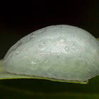 Limacodid Slug Caterpillar of a Cup Moth