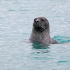 Foca común (Common seal)