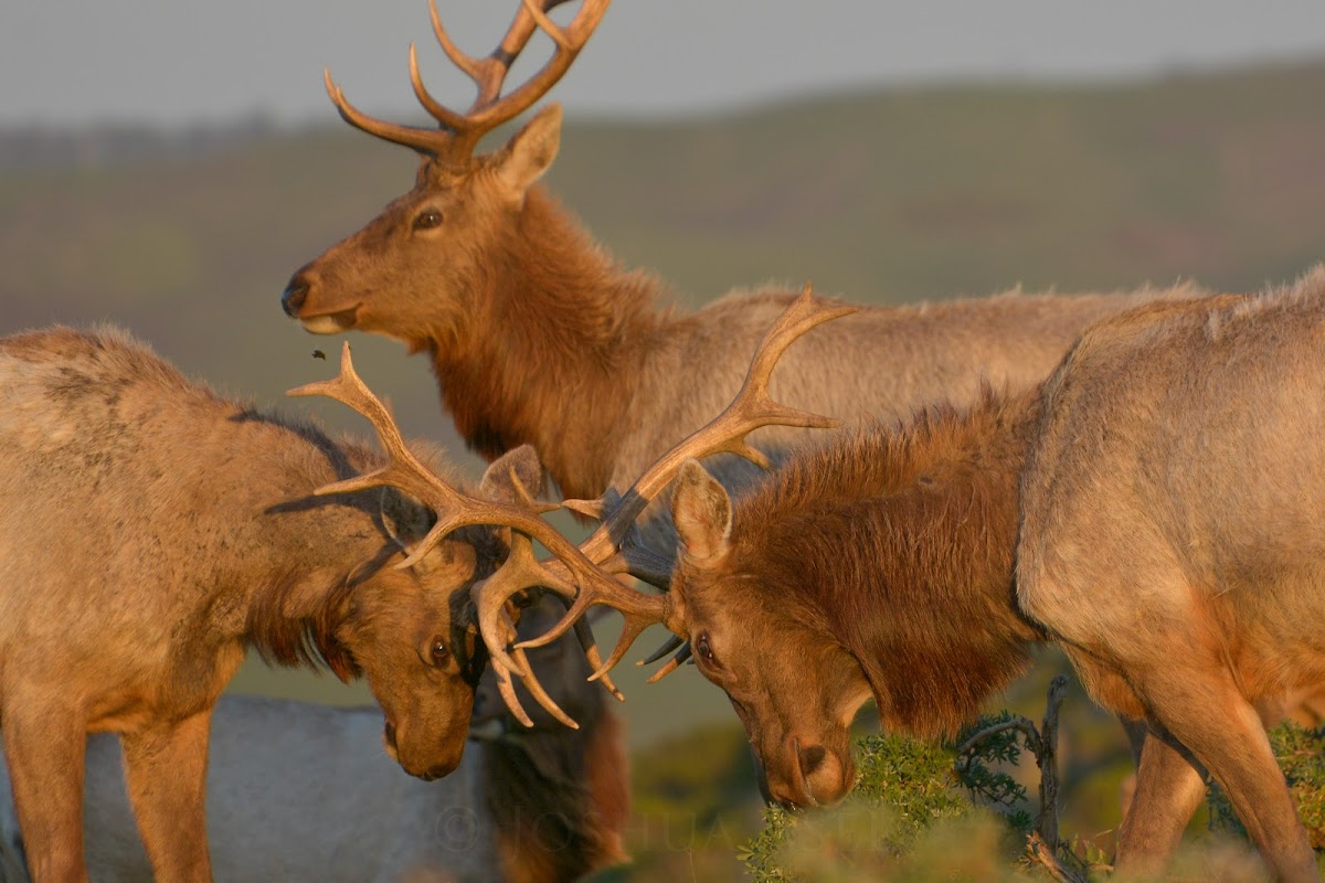 Tule Elk