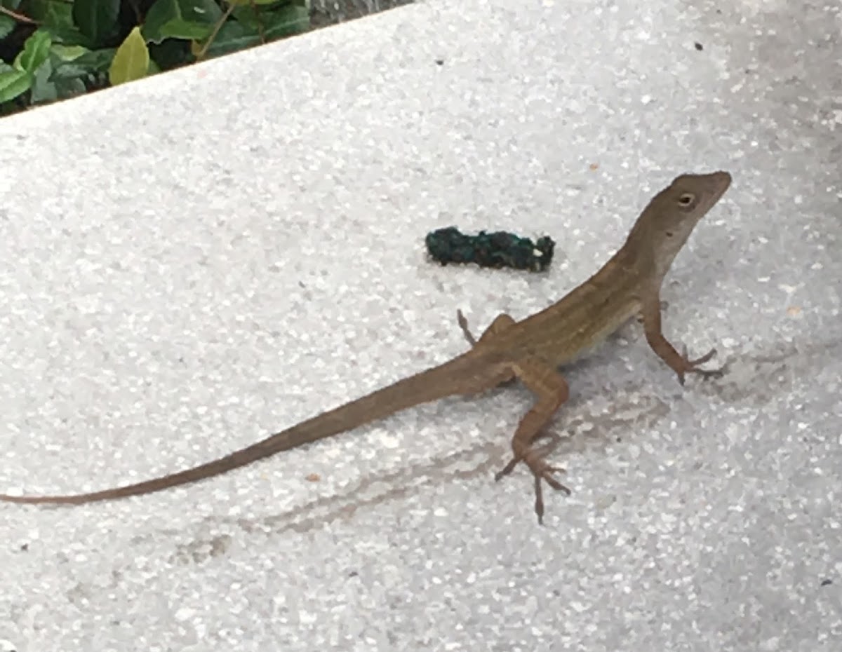 Brown Anole