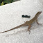 Brown Anole