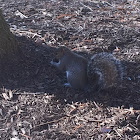 Eastern Gray Squirrel