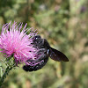 Carpenter Bee