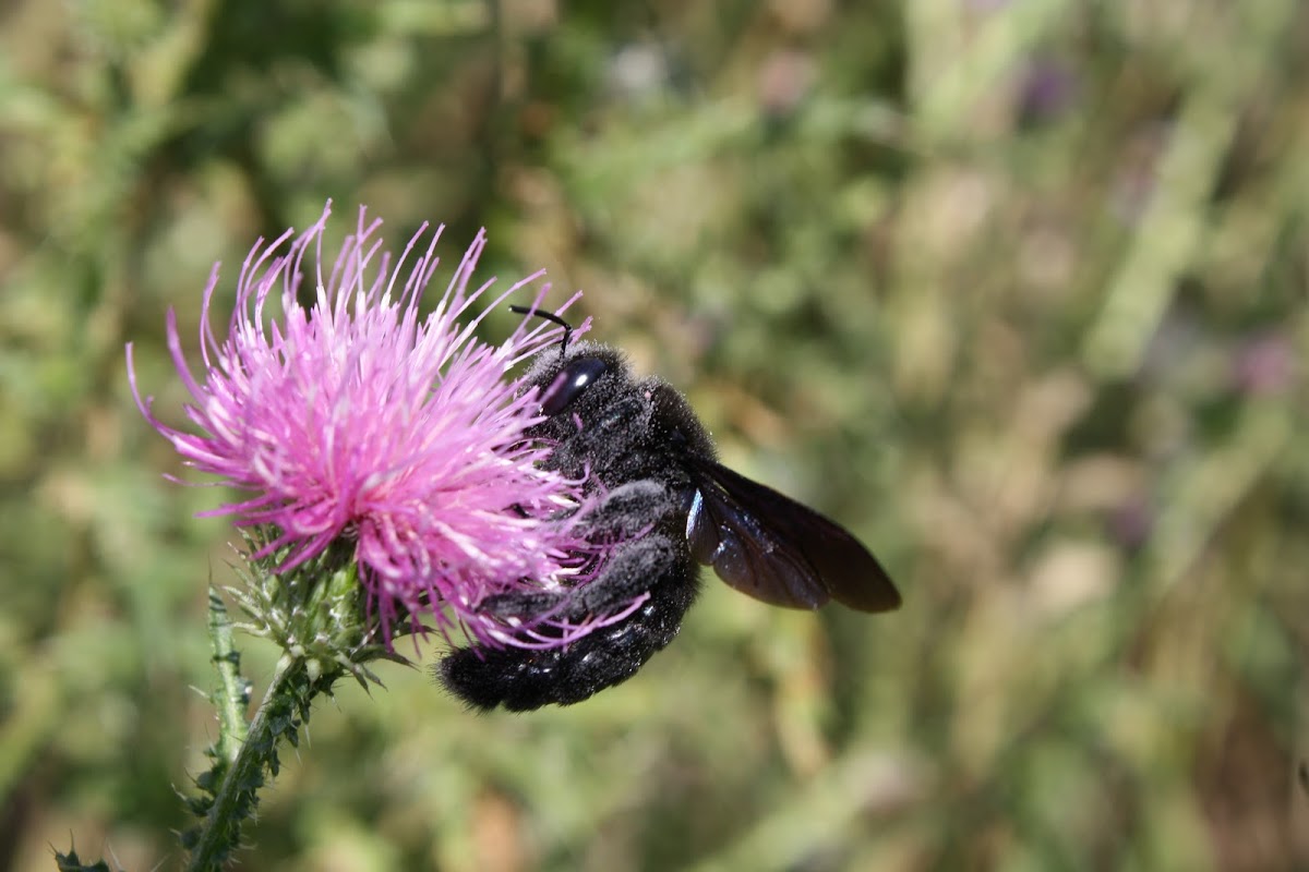 Carpenter Bee