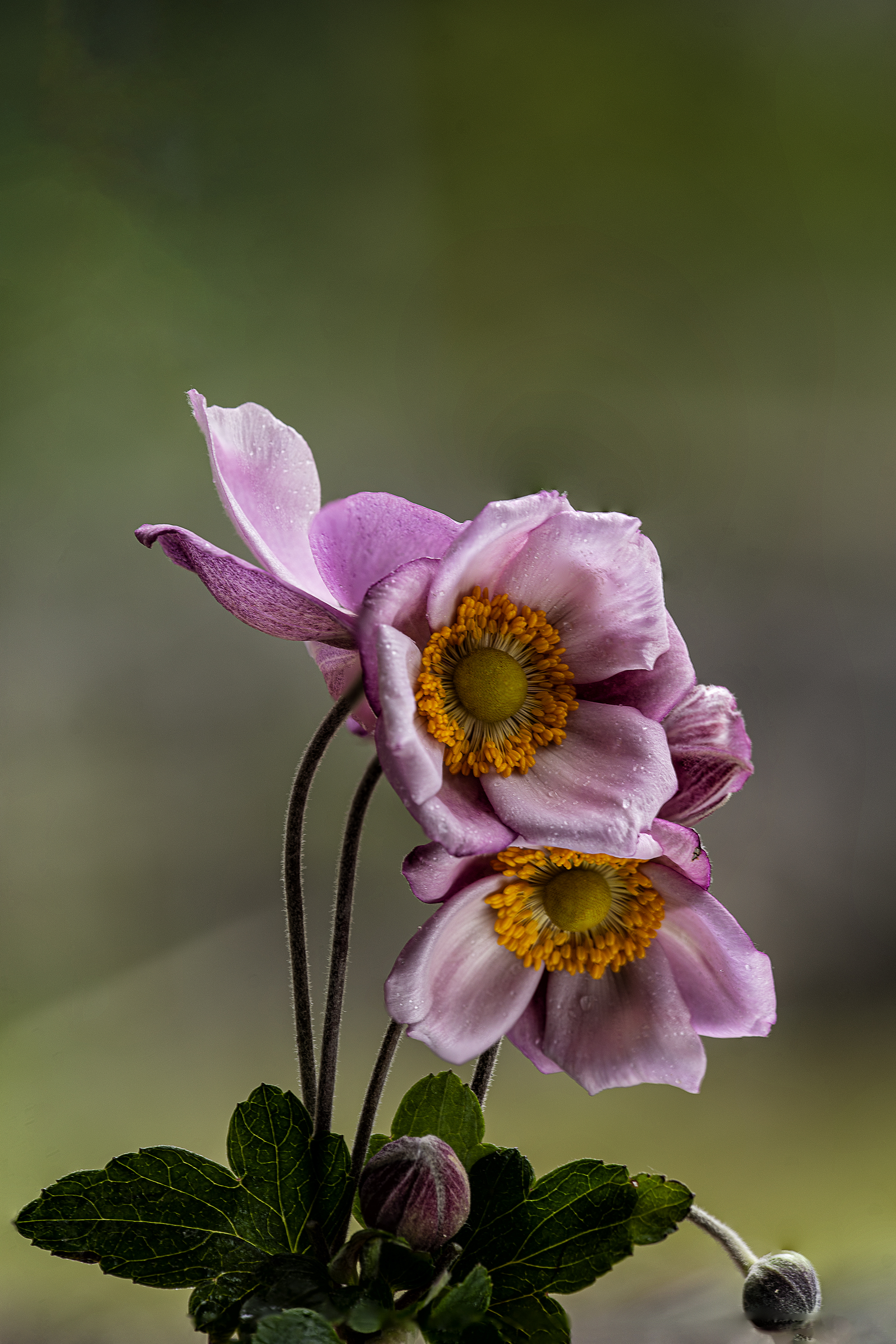 Anemone rosa. di pongo