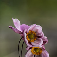 Anemone rosa. di 