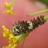 Eastern black swallowtail (caterpillar)