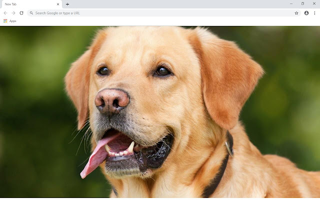 Labrador Retriever Wallpapers and New Tab