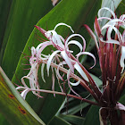 Crinum Lily