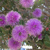 Purple Bottlebrush