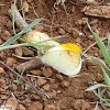 Plain Orange-Tip