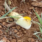 Plain Orange-Tip