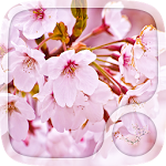 Cover Image of Скачать Sakura Love Live Wallpapers 1.0 APK