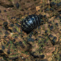 Pill-Bug