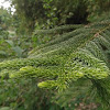 Norfolk island pine